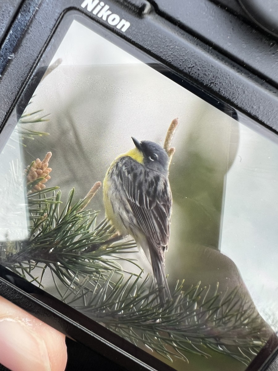 Kirtland's Warbler - ML619336850