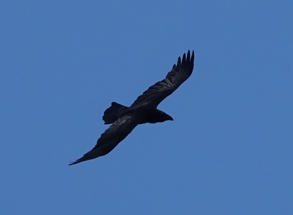 Common Raven - Juan Ramírez