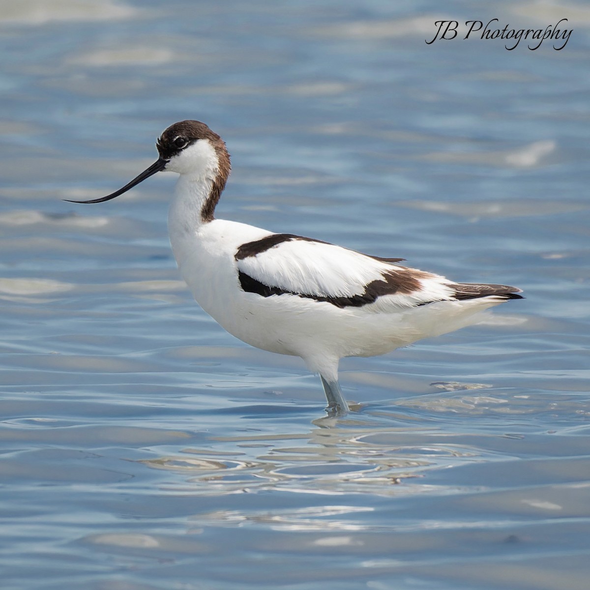 Pied Avocet - john Butters