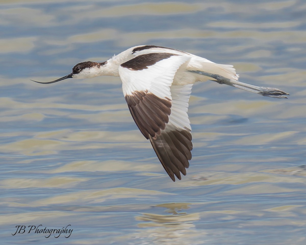 Pied Avocet - john Butters