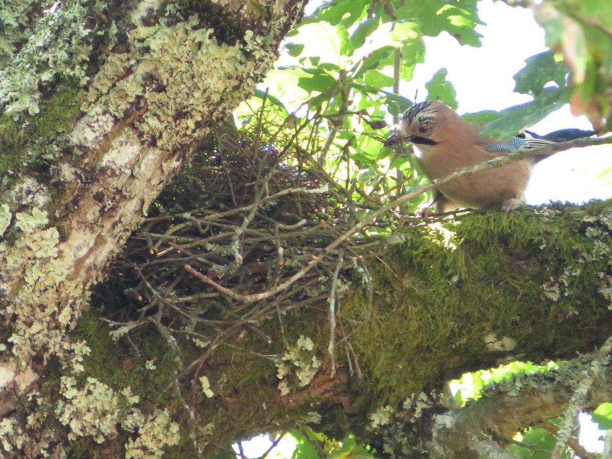 Eurasian Jay - ML619336873