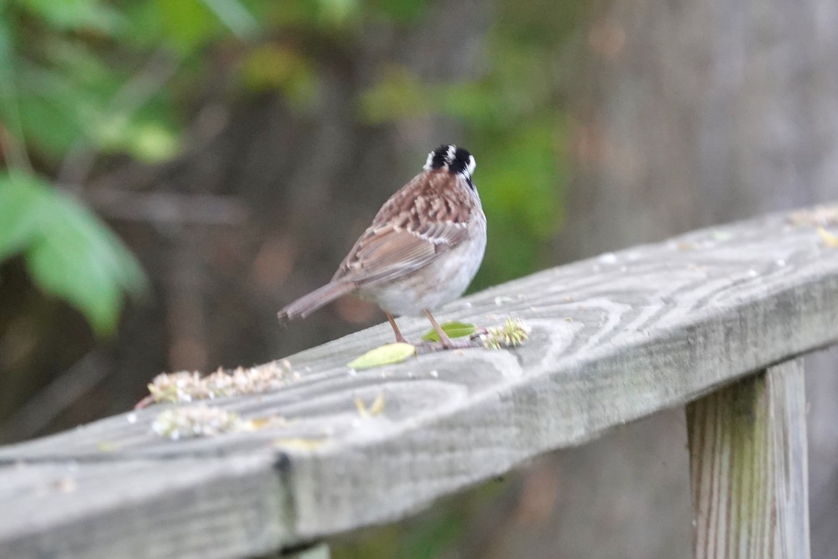 White-throated Sparrow - Cathy Carroll
