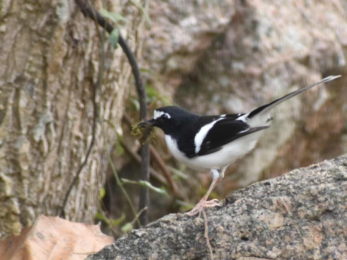 Black-backed Forktail - ML619336883