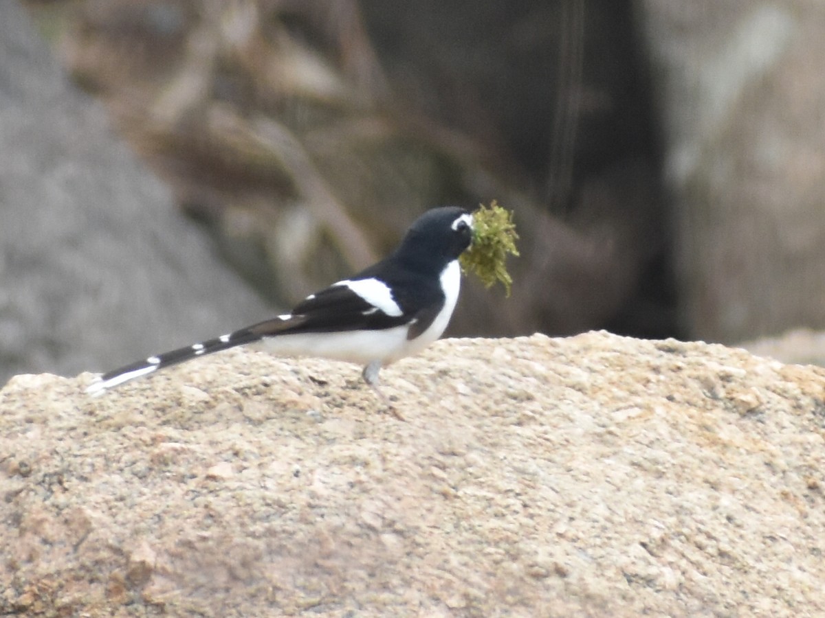 Black-backed Forktail - ML619336885