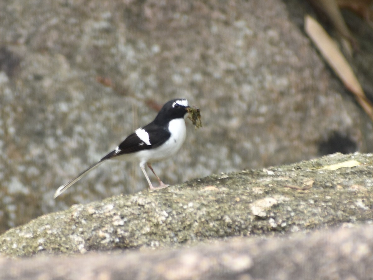 Black-backed Forktail - ML619336887