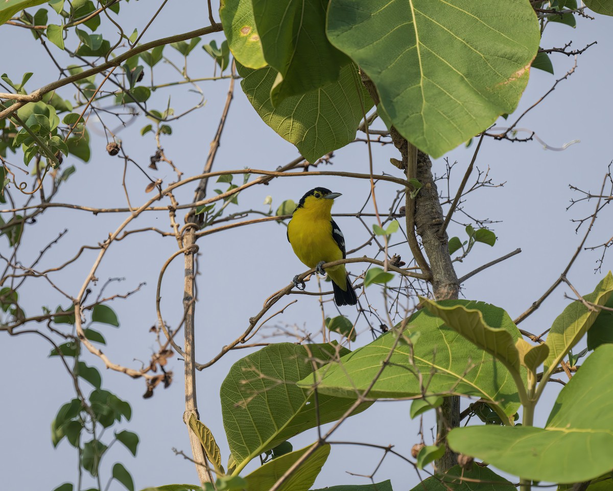 Common Iora - Shuvadip Som