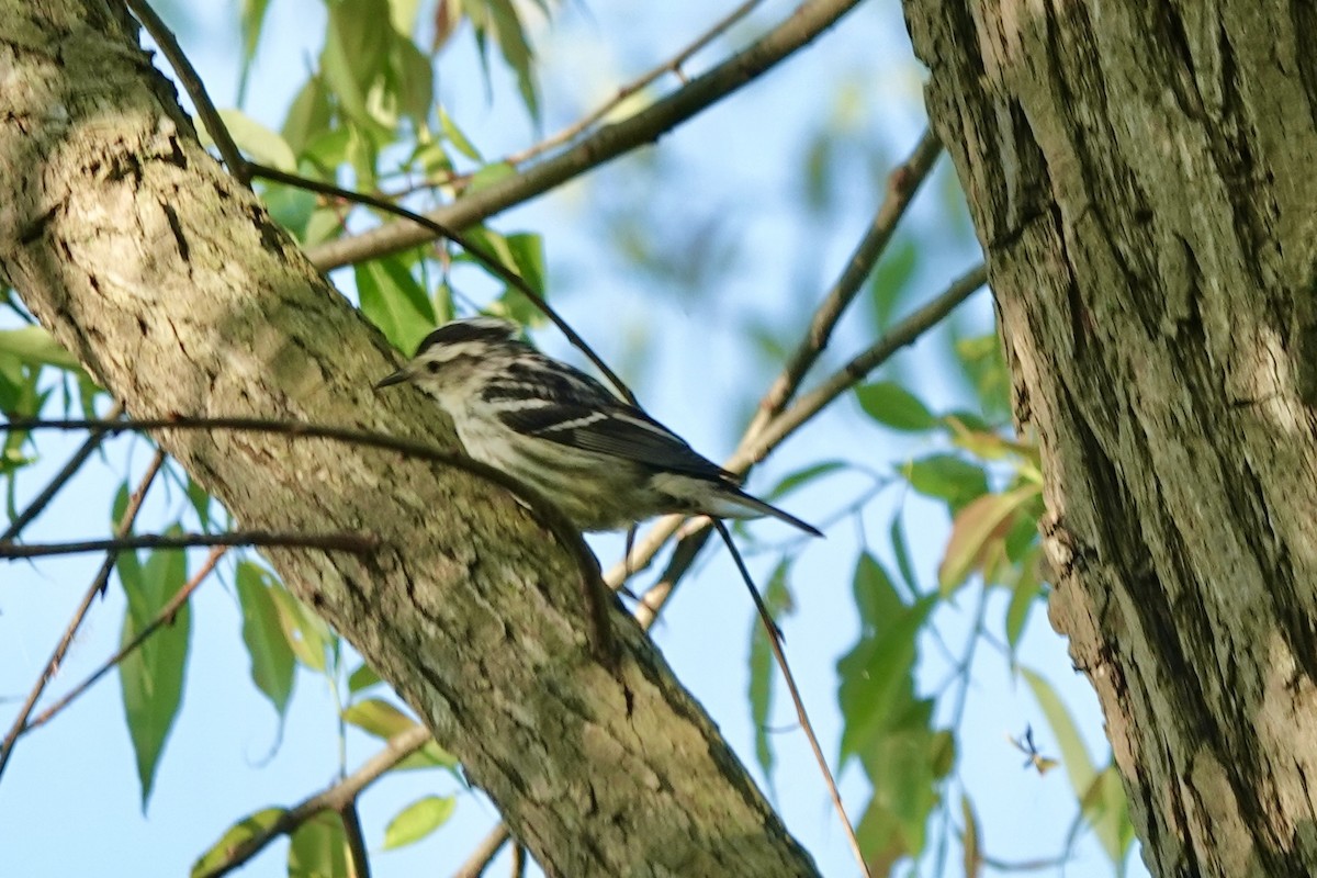 Black-and-white Warbler - Cathy Carroll