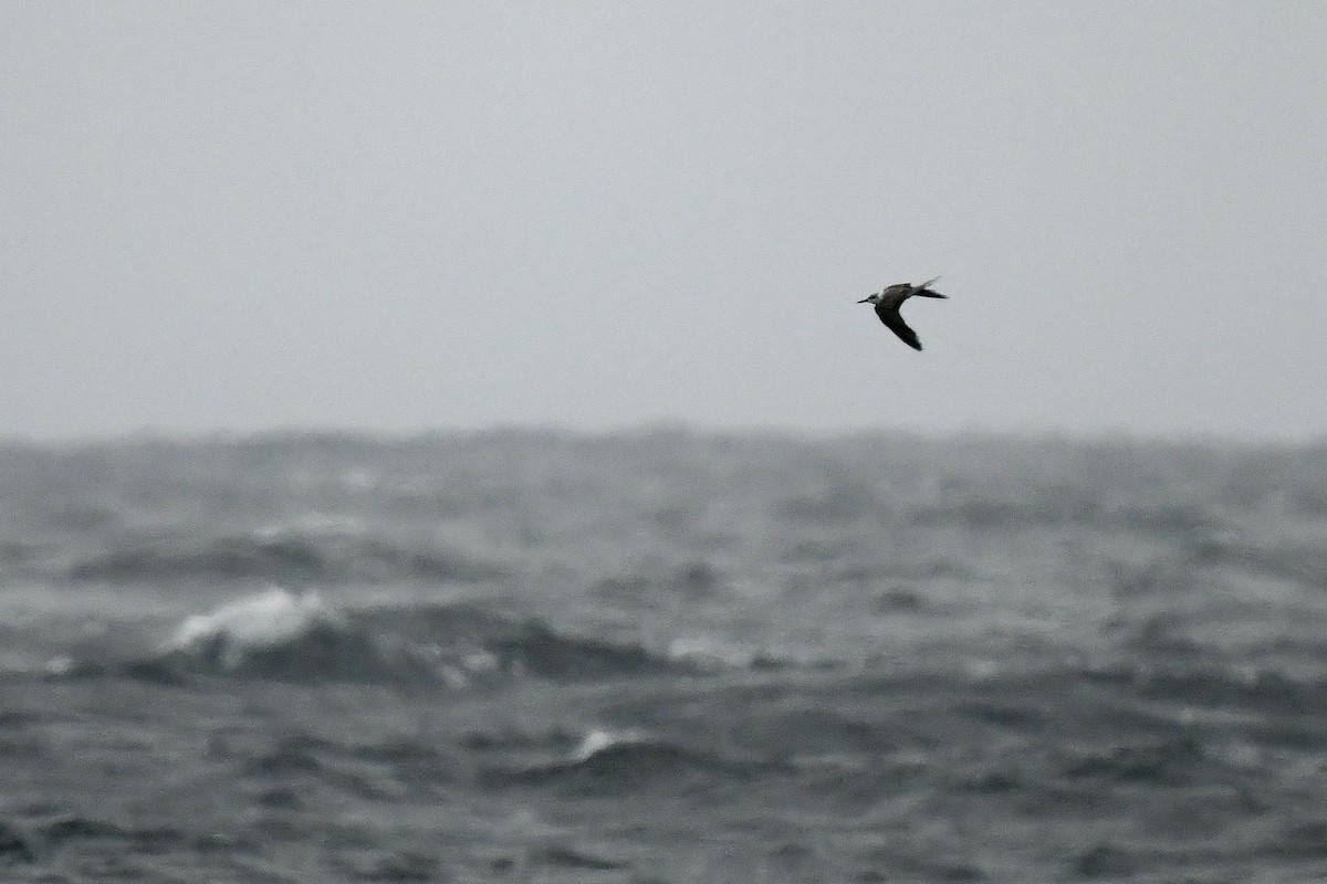 Bridled Tern - ML619336906