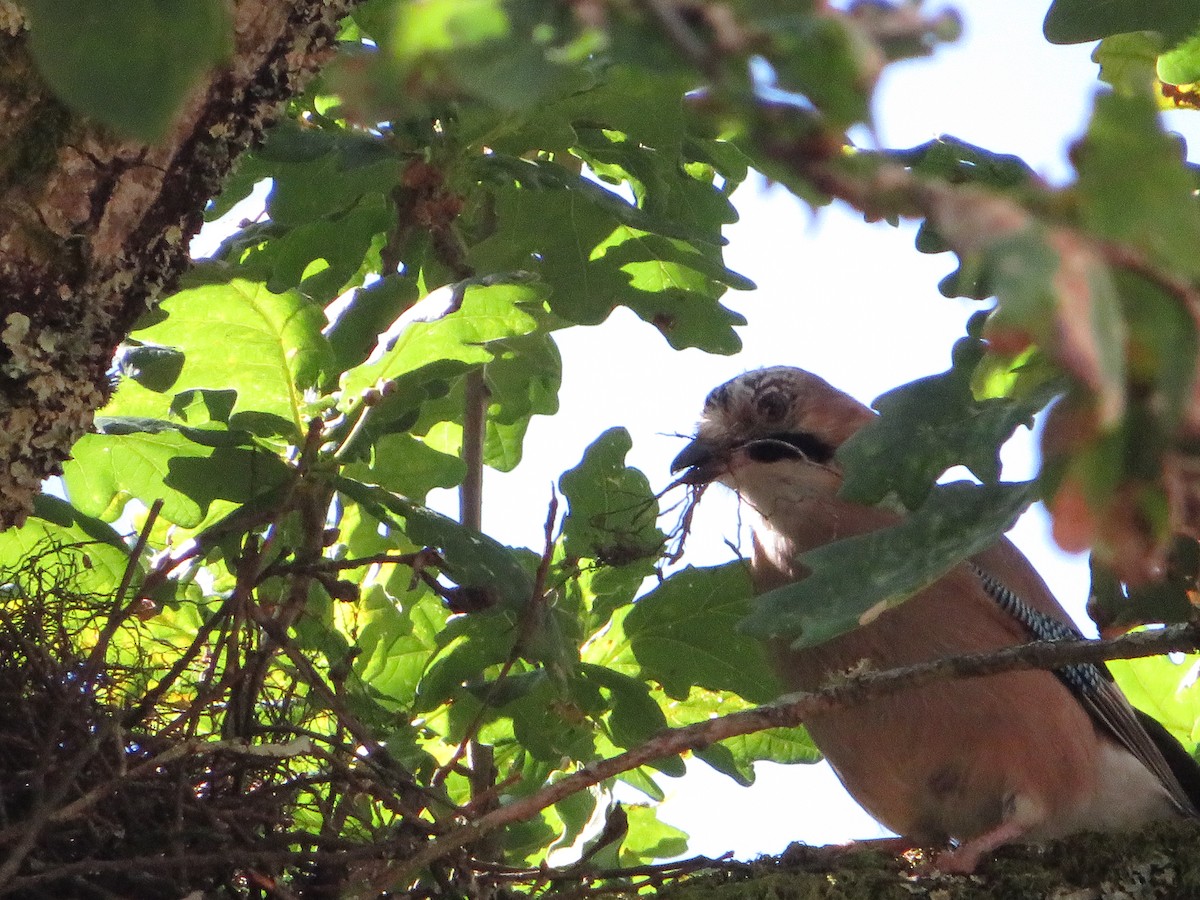 Eurasian Jay - ML619336940