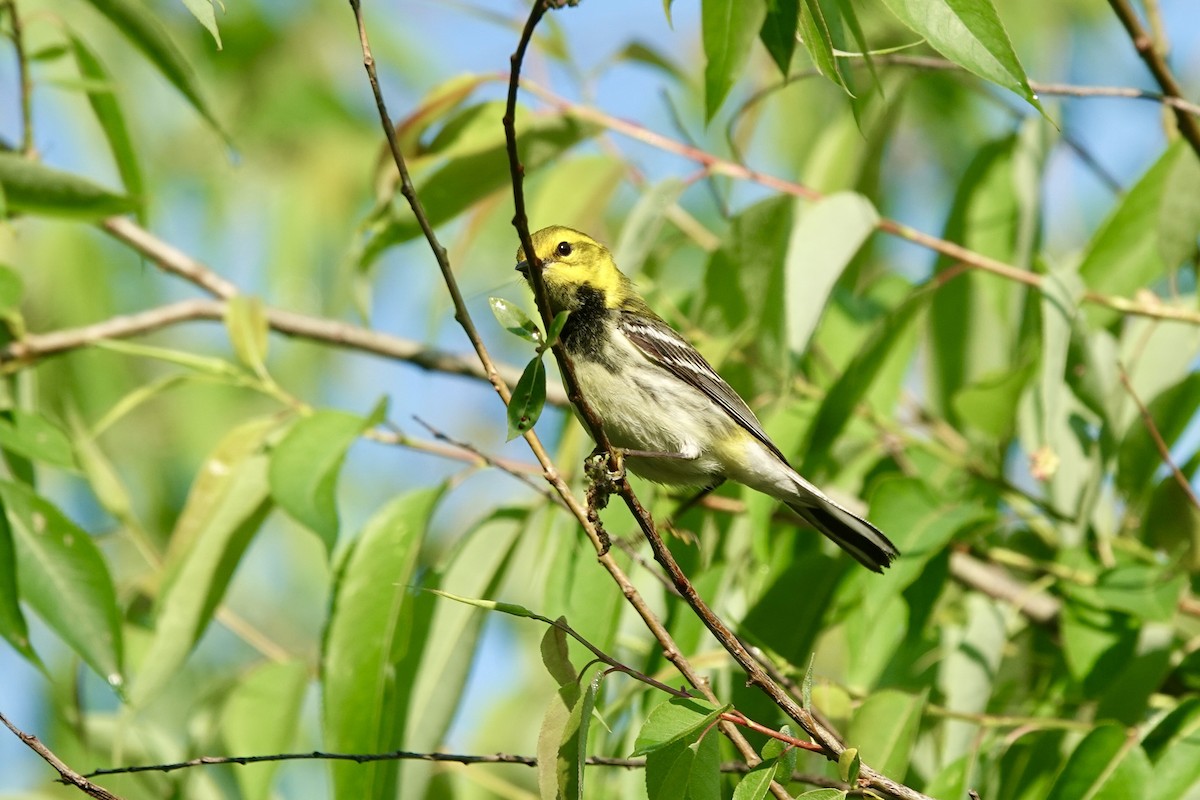 Black-throated Green Warbler - Cathy Carroll
