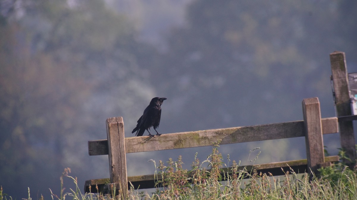Carrion Crow - Wesley Link