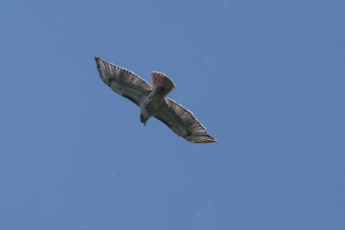 Red-tailed Hawk - Michael Barath