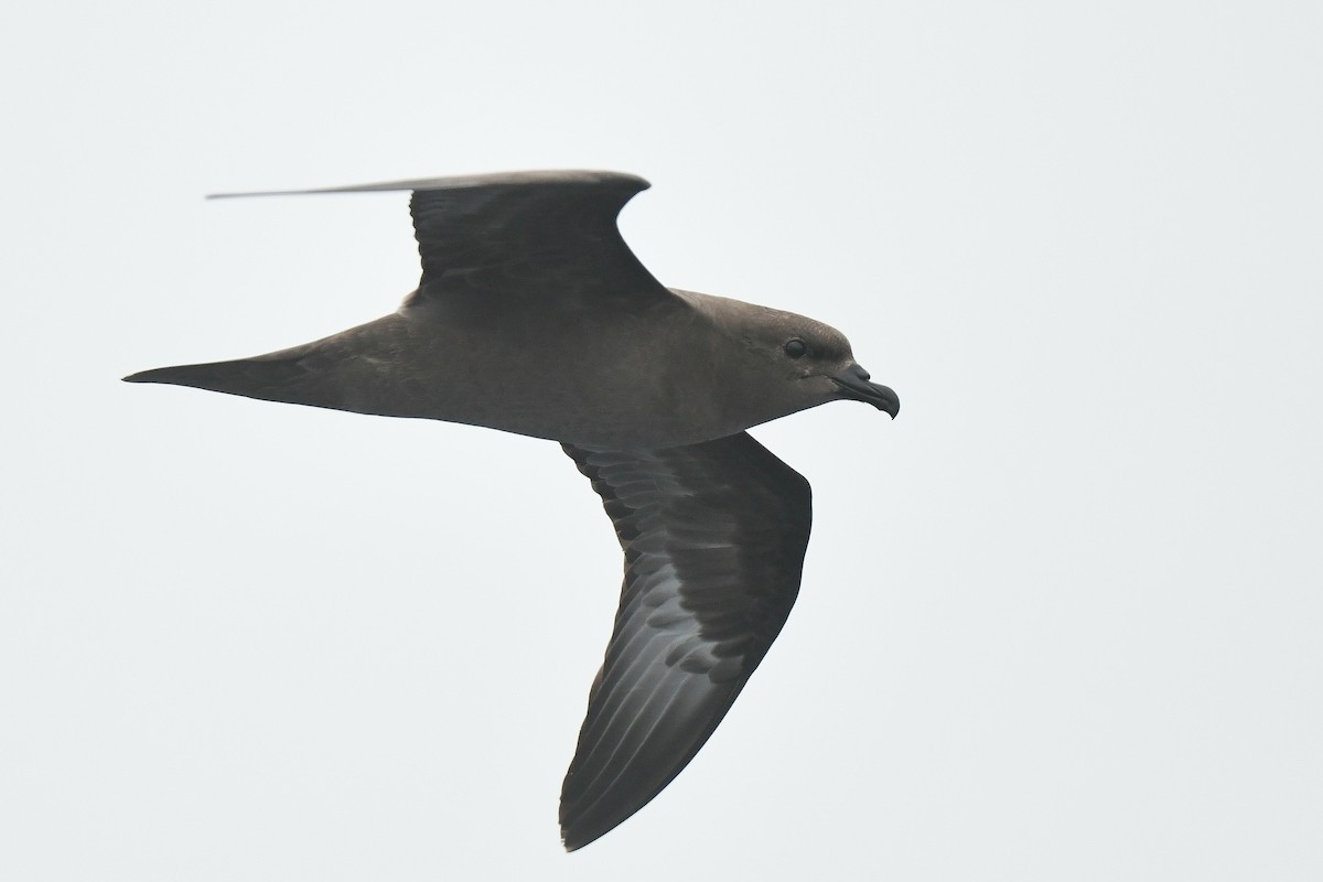 Trindade Petrel - Kate Sutherland