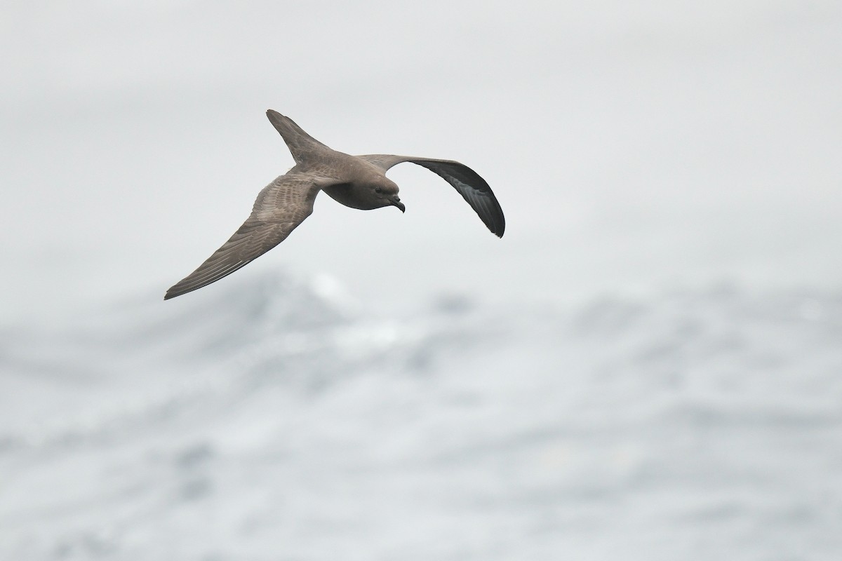 Trindade Petrel - ML619336983