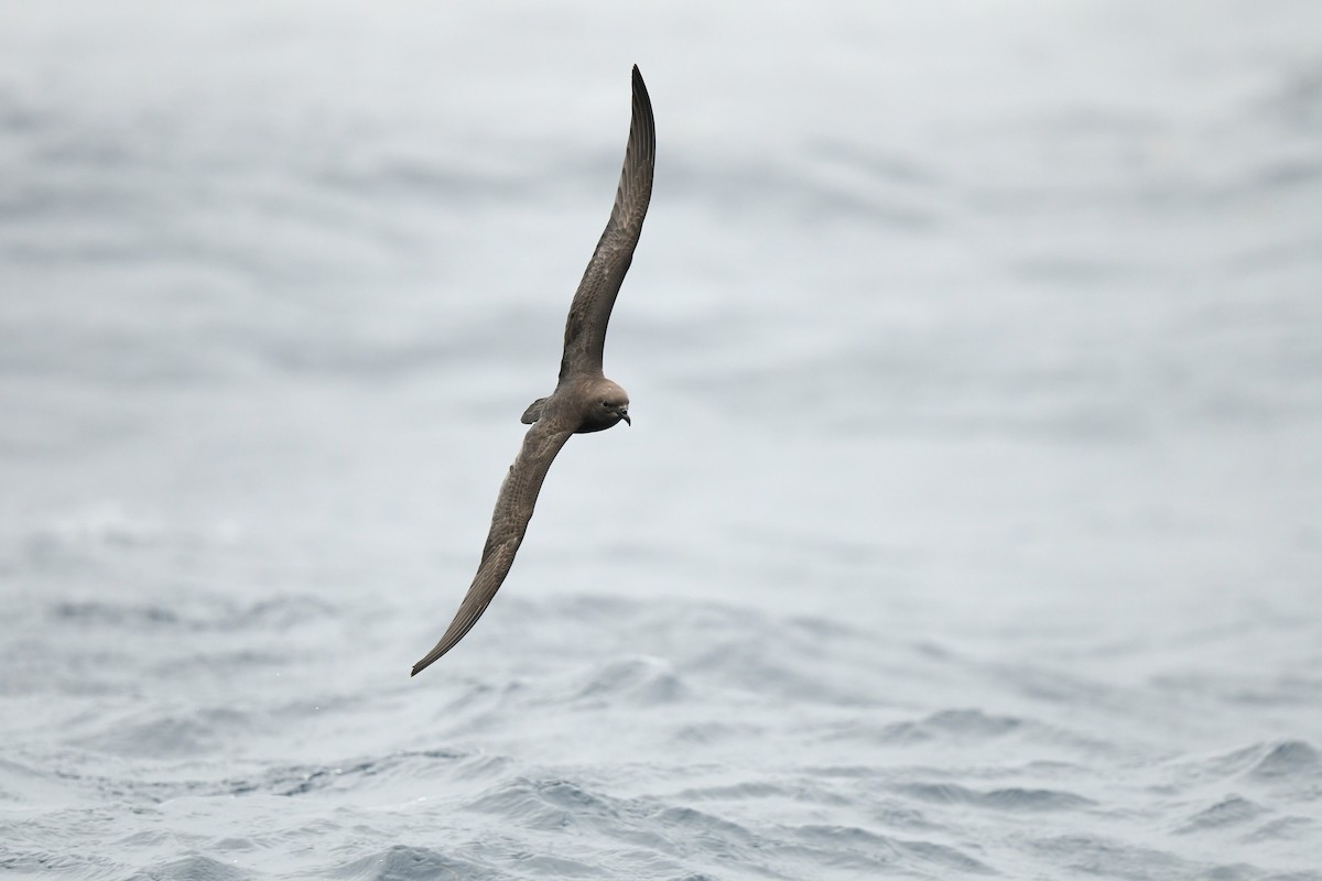 Trindade Petrel - ML619336985