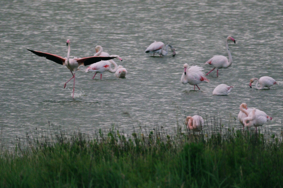 Greater Flamingo - ML619337010