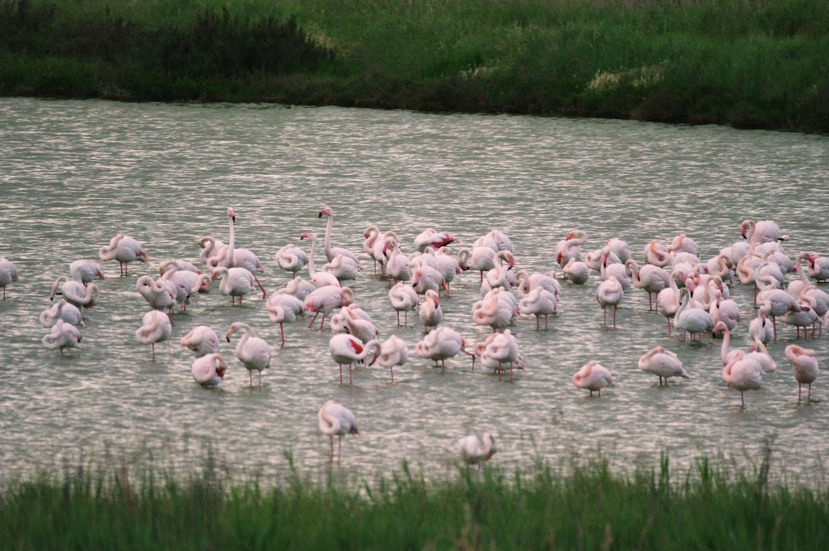 Greater Flamingo - ML619337012