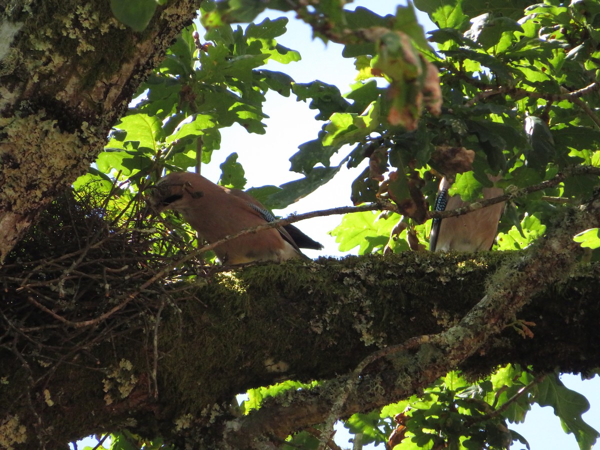 Eurasian Jay - ML619337015