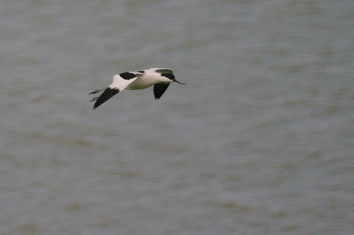 Pied Avocet - ML619337028