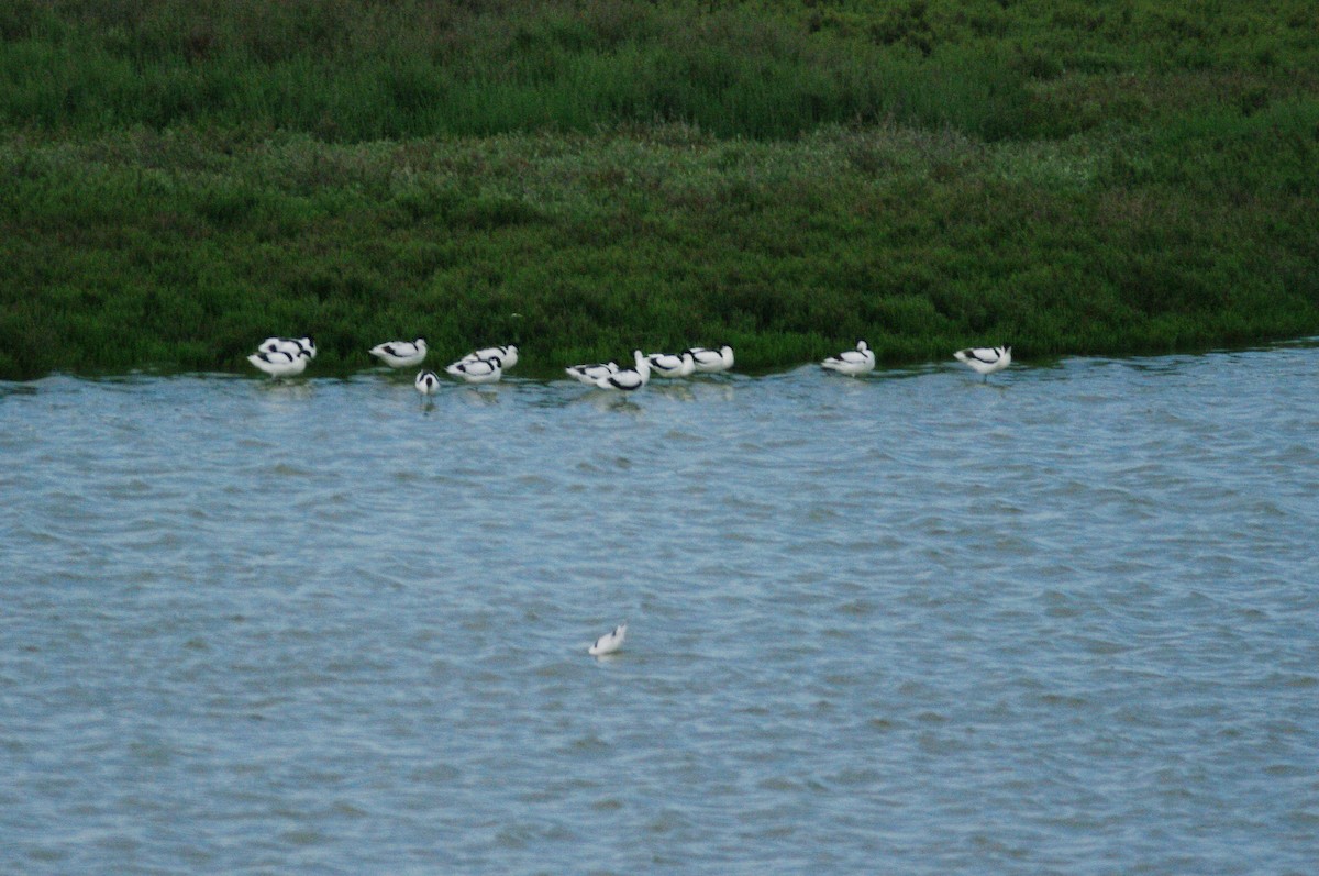 Pied Avocet - ML619337030