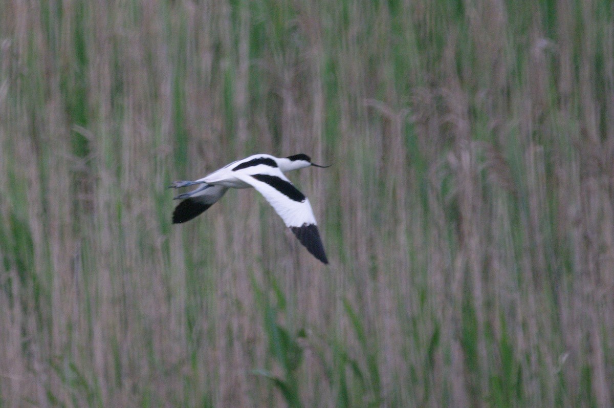 Pied Avocet - ML619337031