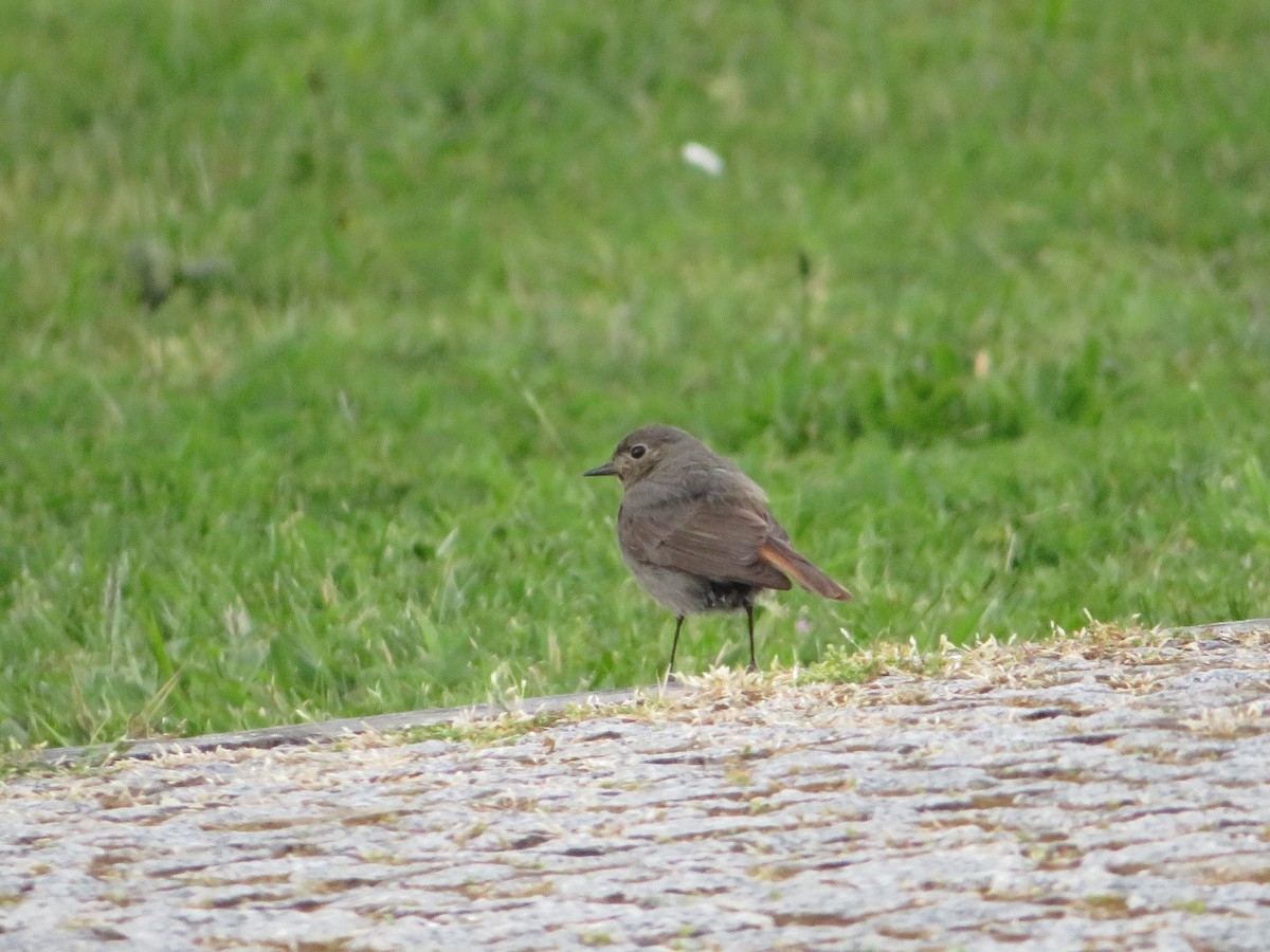 Black Redstart - ML619337062