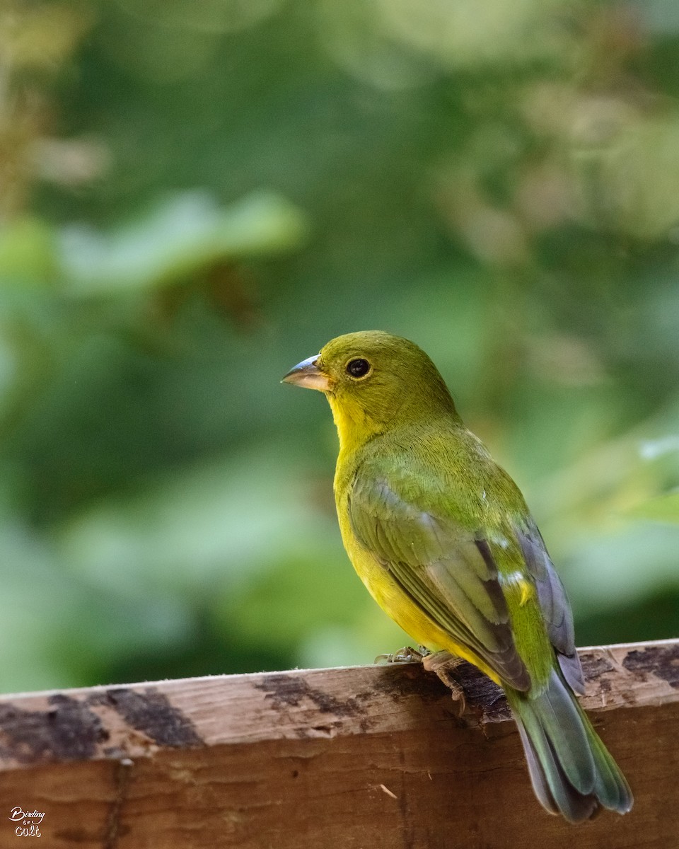 Painted Bunting - Tyler Sharer