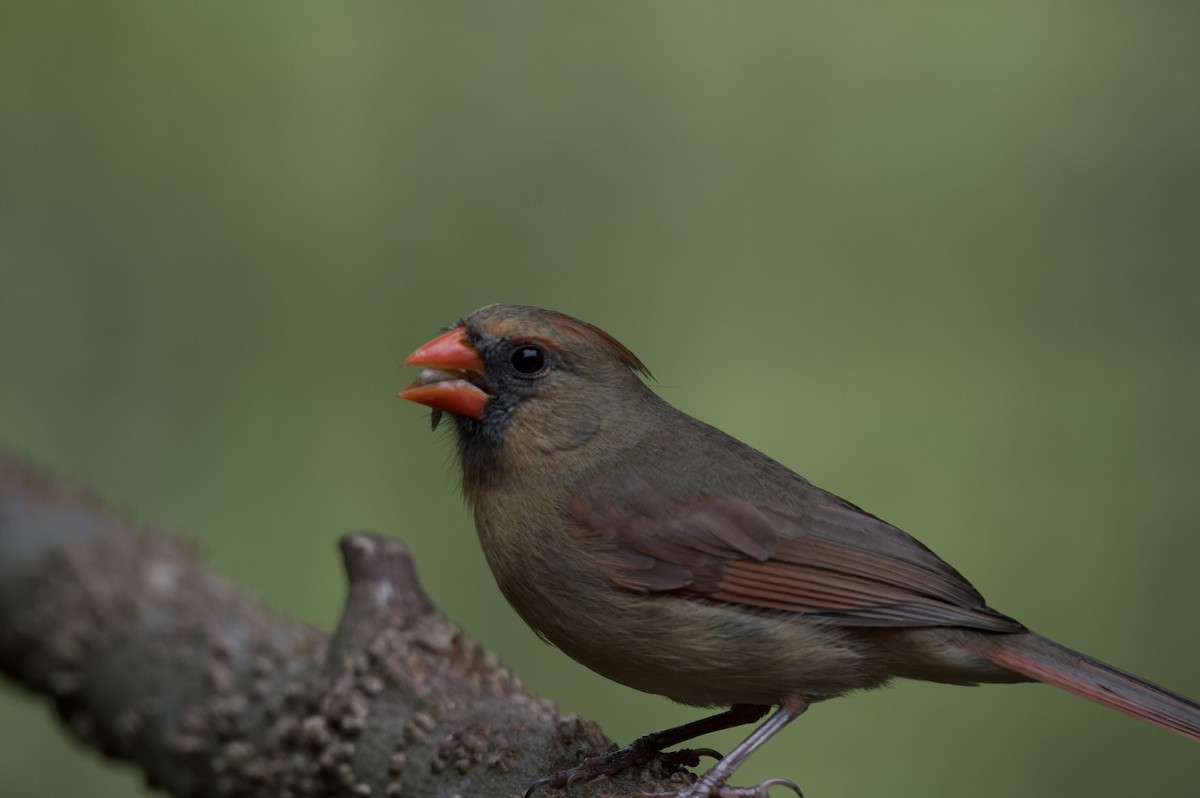 Cardinal rouge - ML619337127