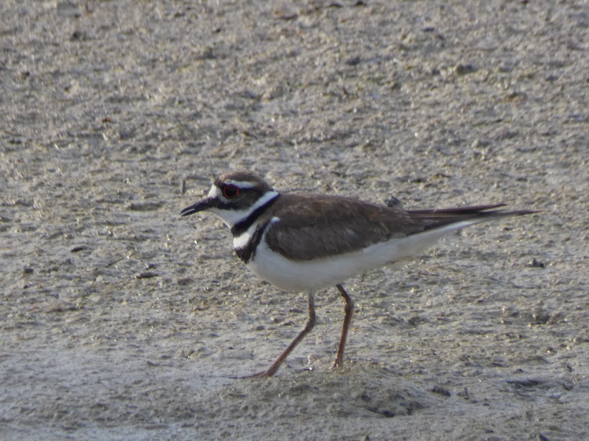 Killdeer - Dan Martin