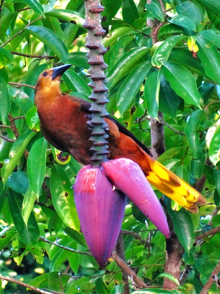 Crested Oropendola - ML619337143