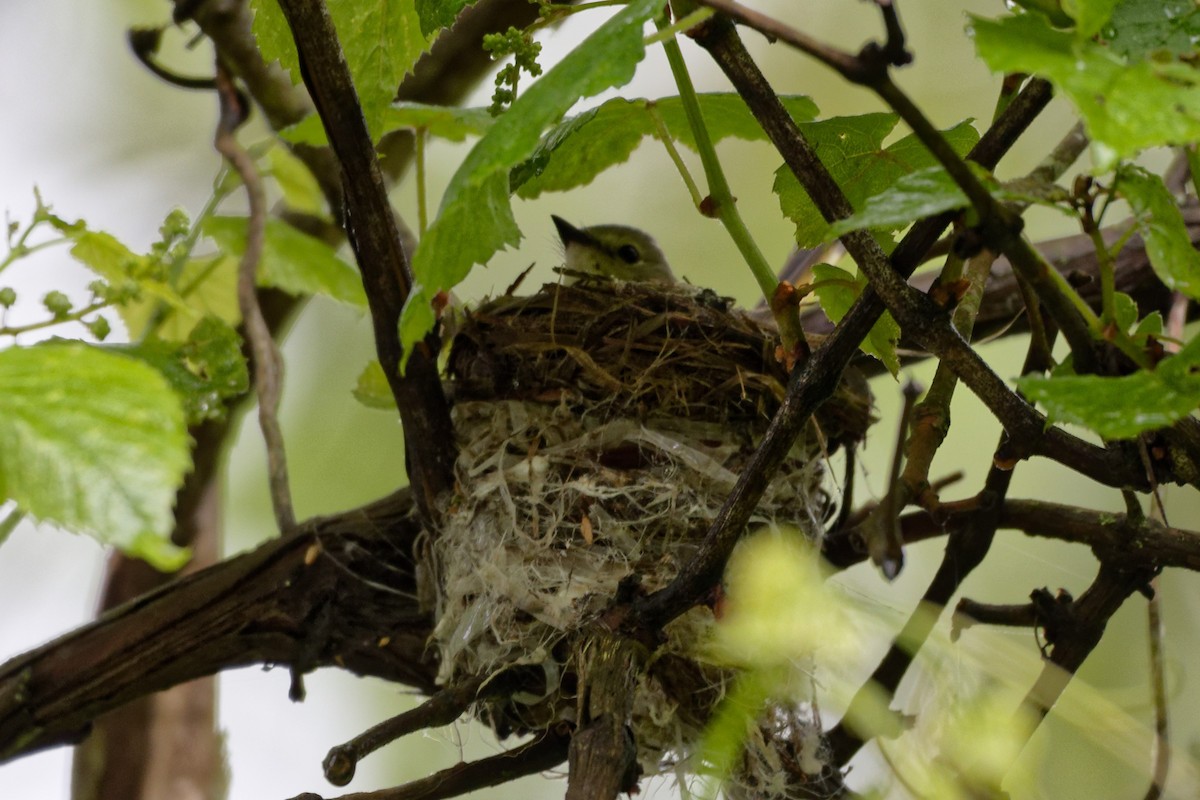 American Redstart - Linda Huber