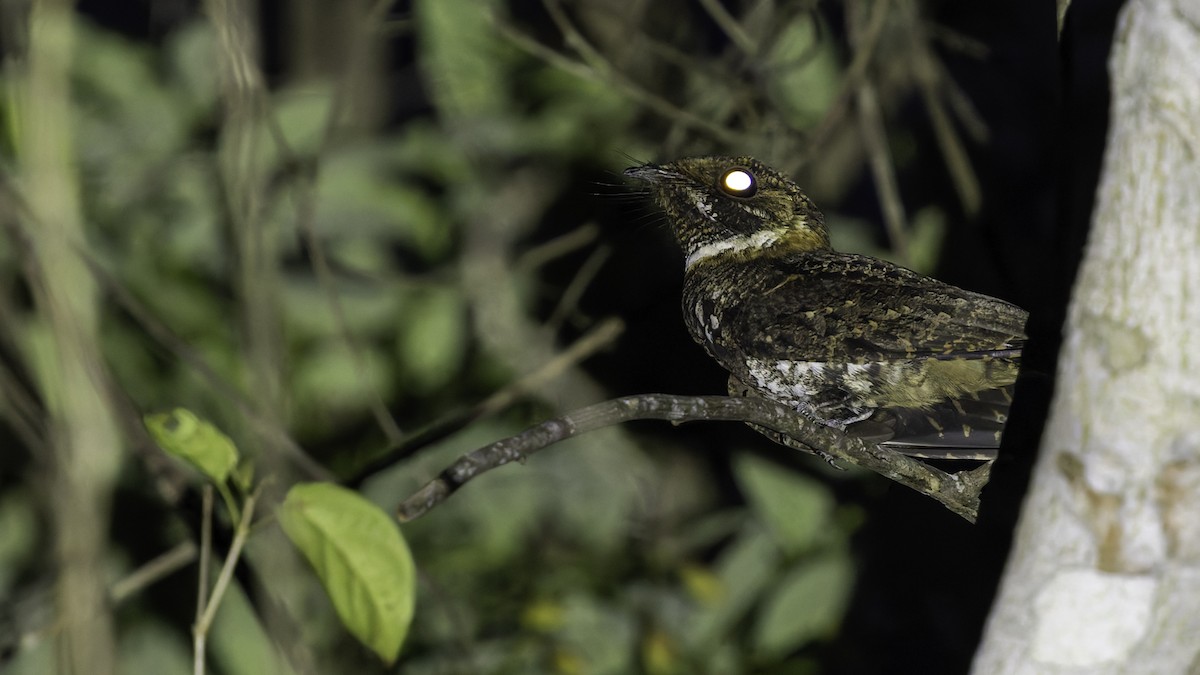 Yucatan Nightjar - ML619337181