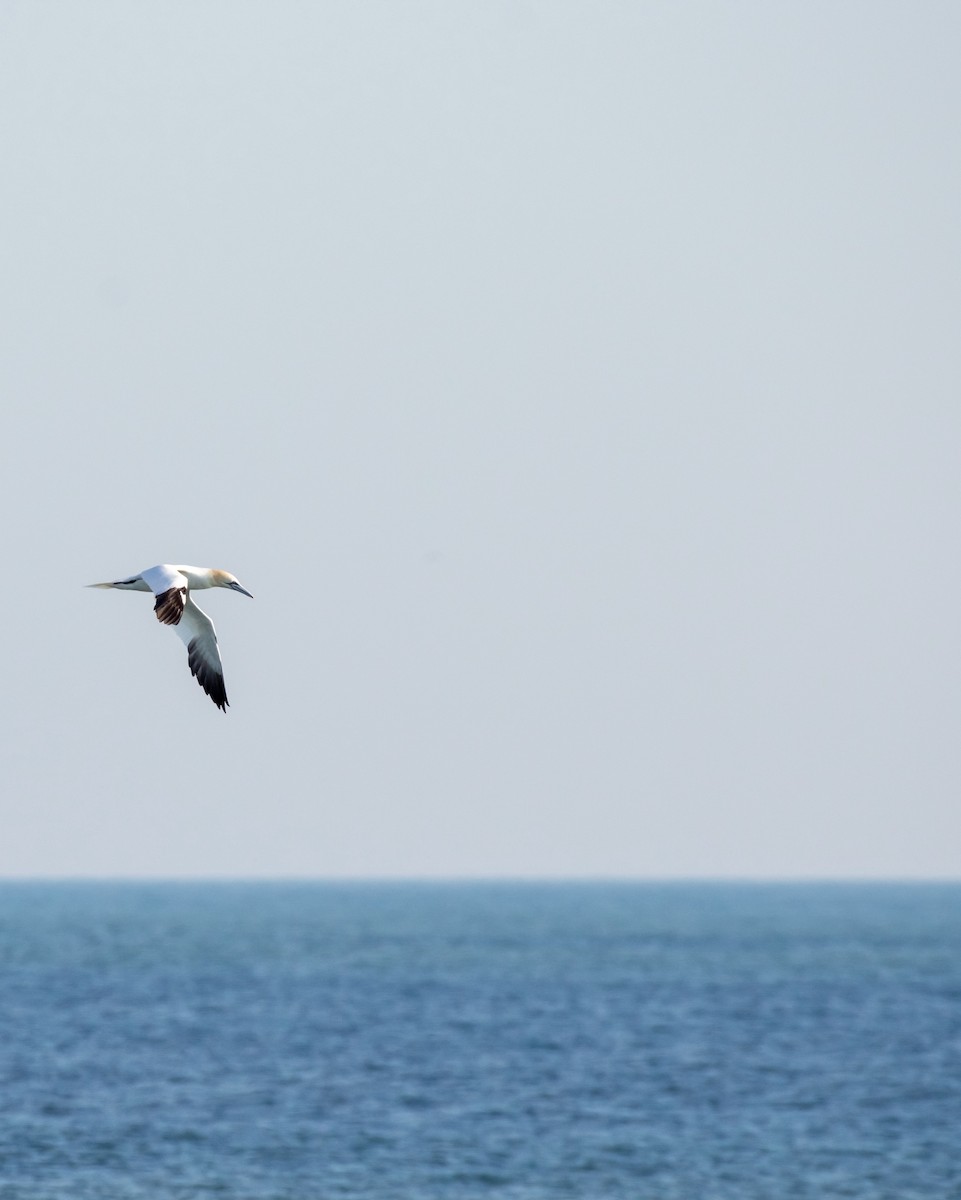 Northern Gannet - ML619337194