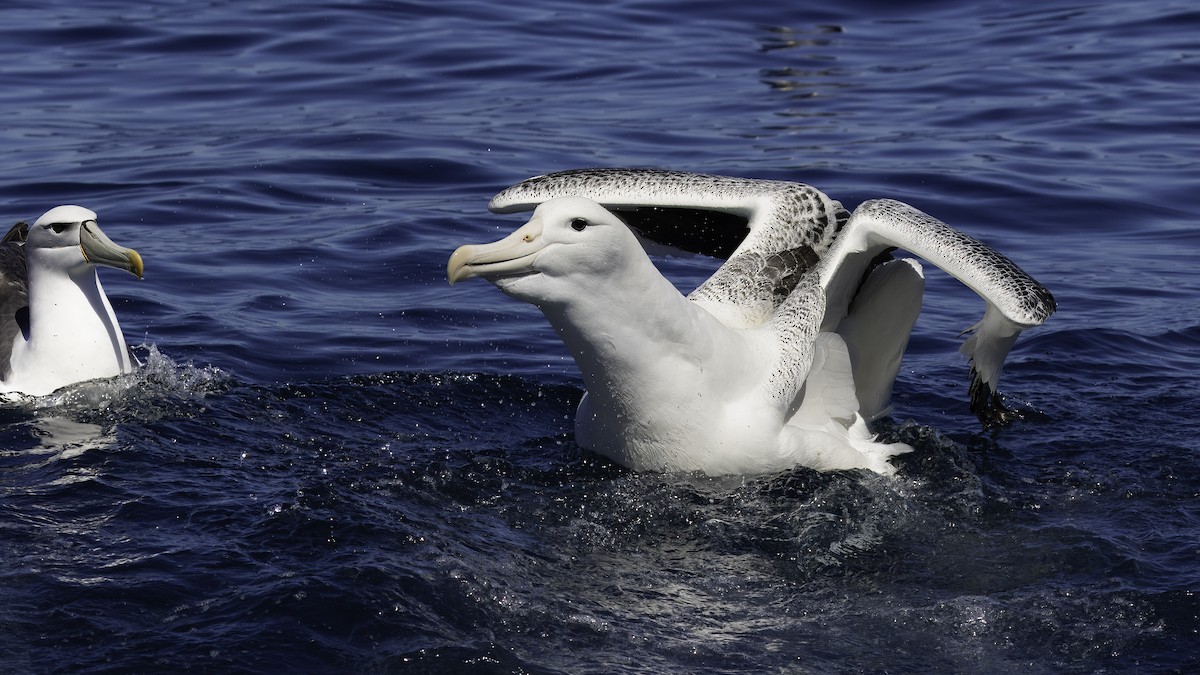 Southern Royal Albatross - ML619337198