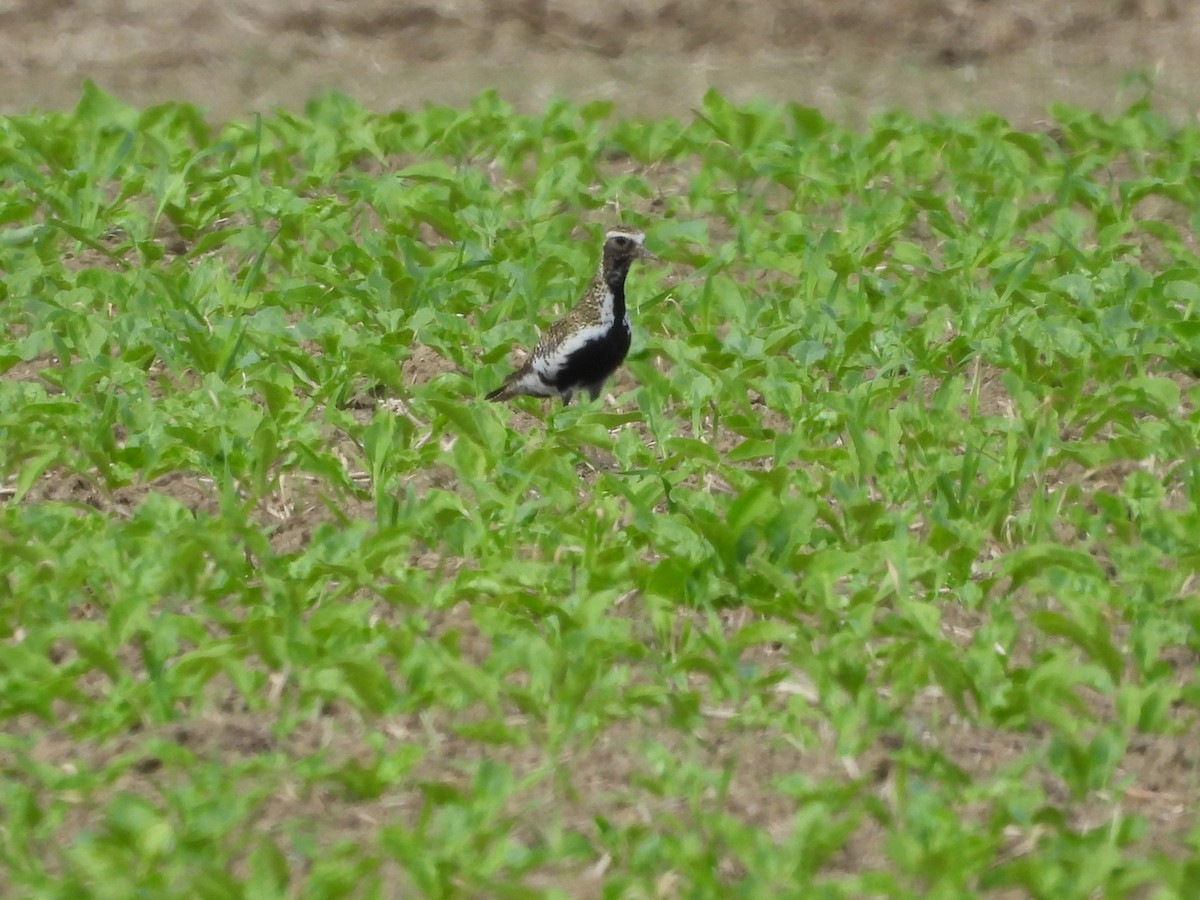 European Golden-Plover - ML619337200