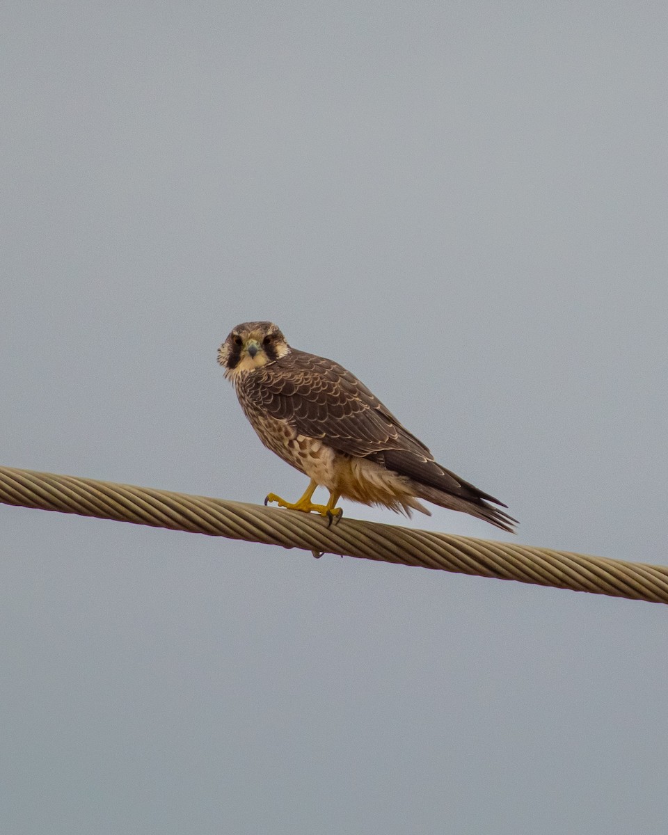 Peregrine Falcon - ML619337205