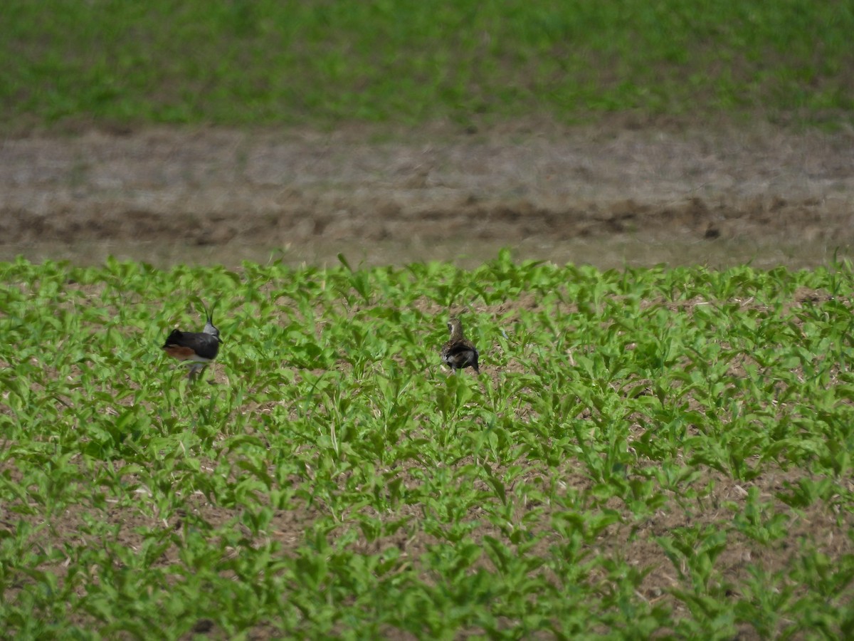 European Golden-Plover - ML619337206