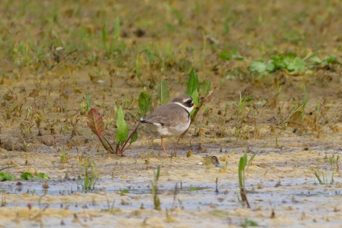 Common Ringed Plover - Daniel Boon