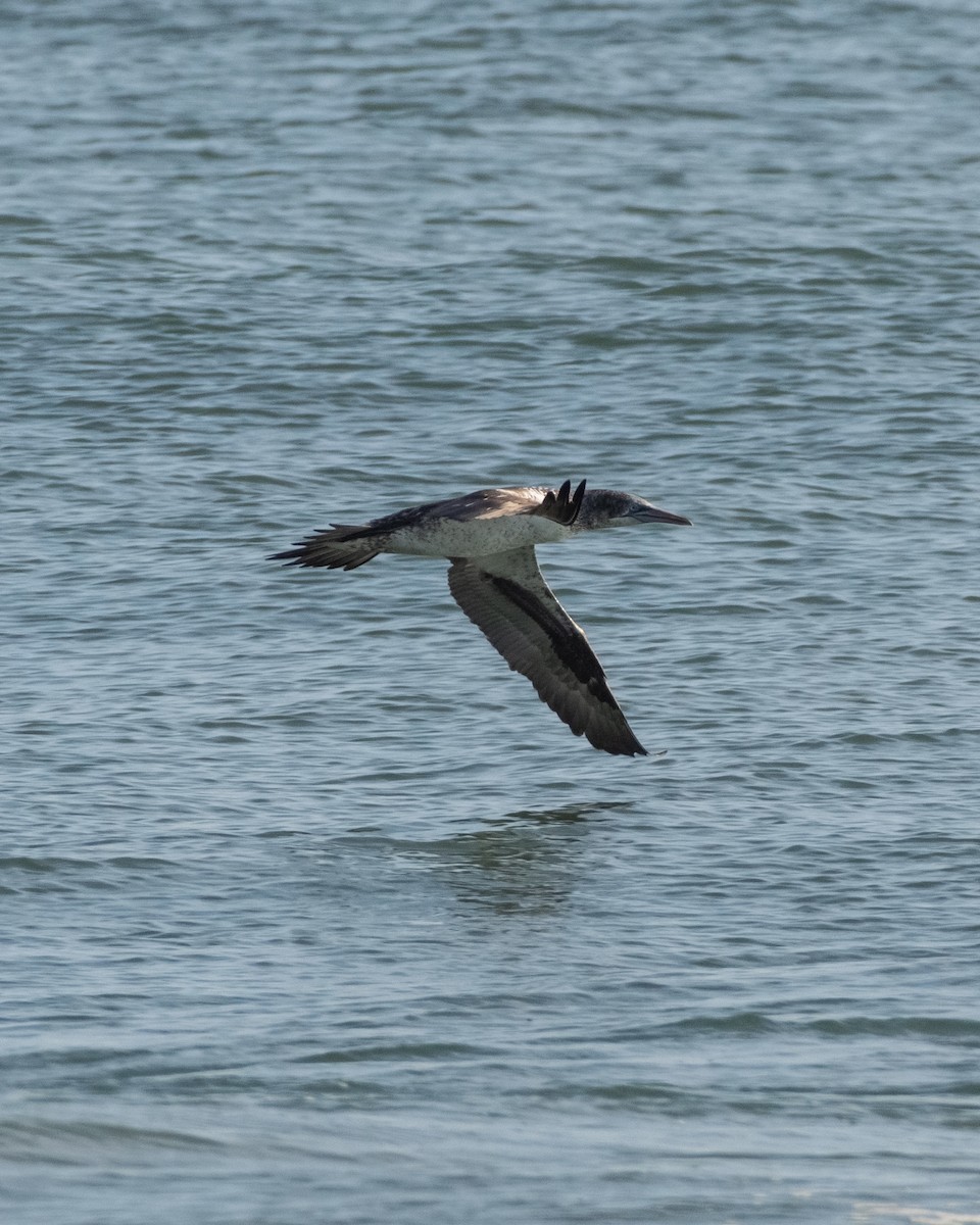 Northern Gannet - ML619337237