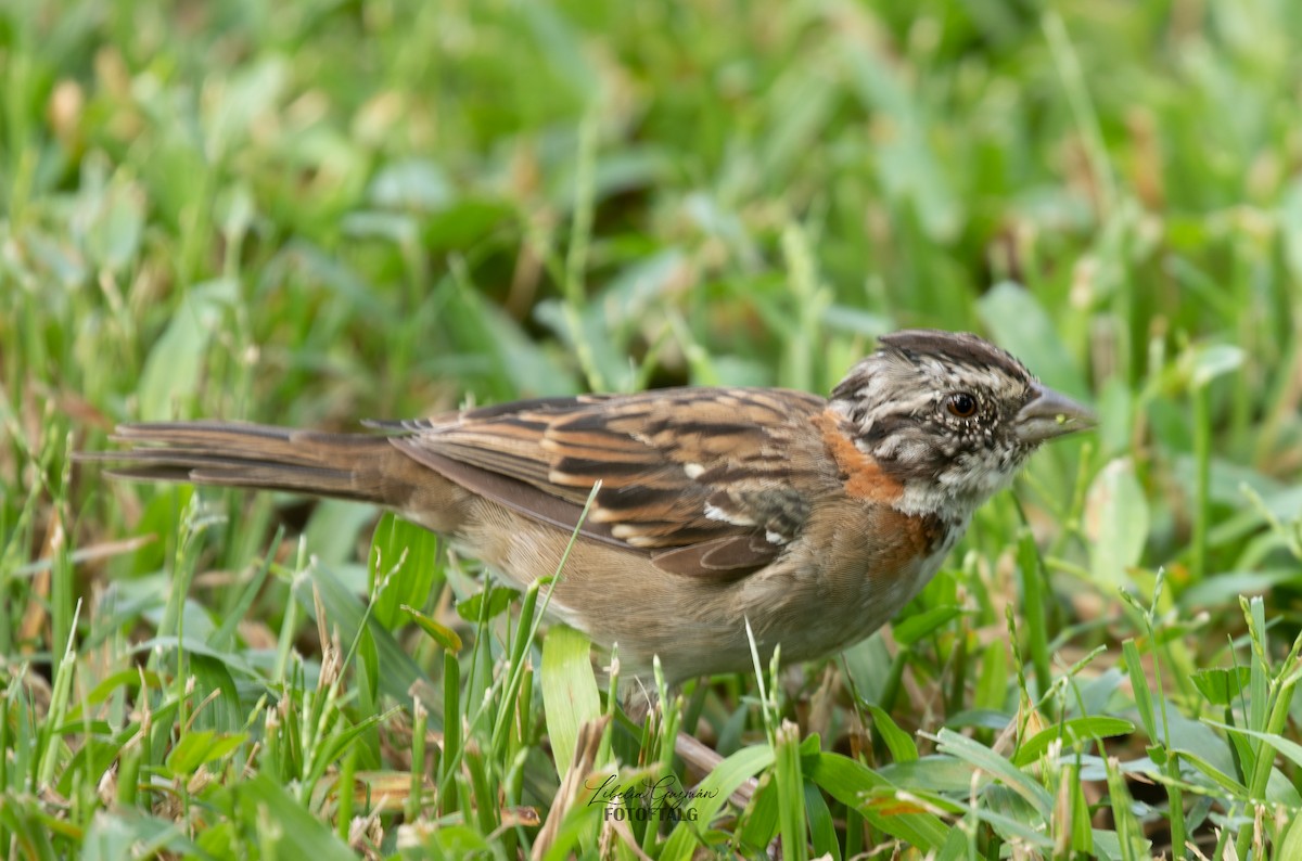 Rufous-collared Sparrow - Libelia Guzmán
