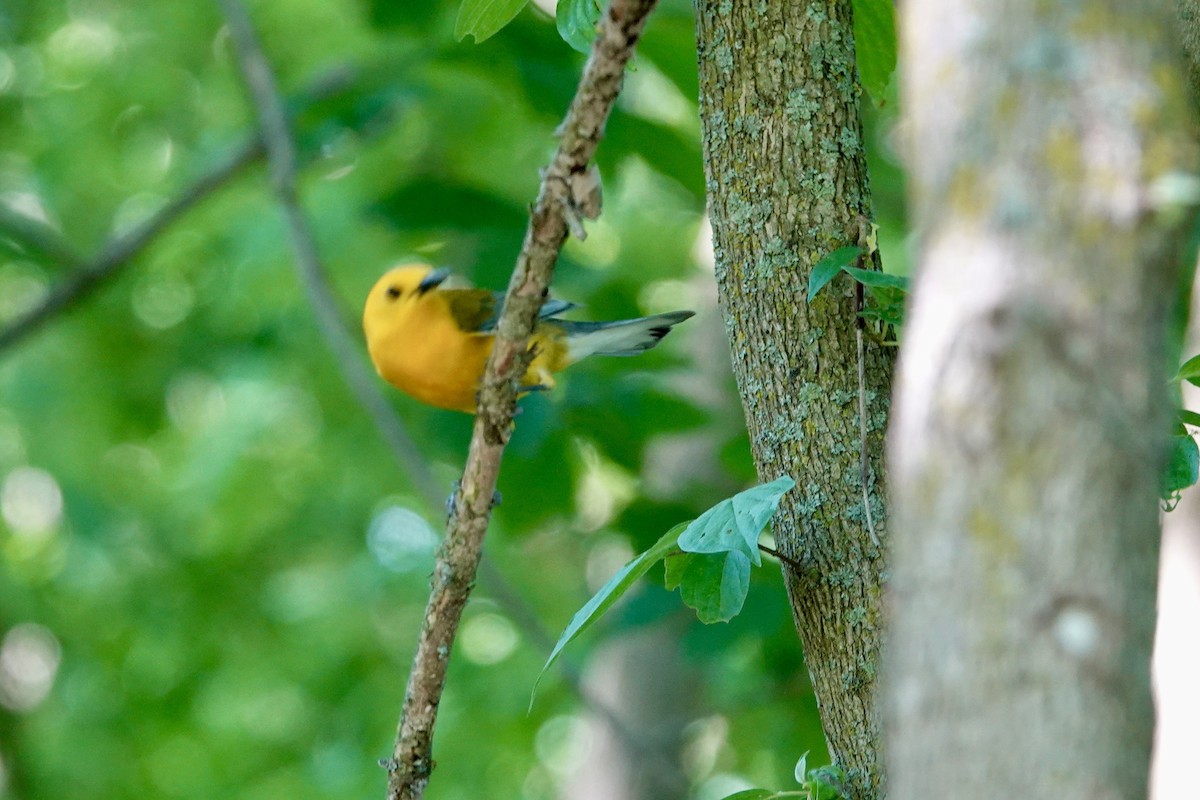 Prothonotary Warbler - Cathy Carroll