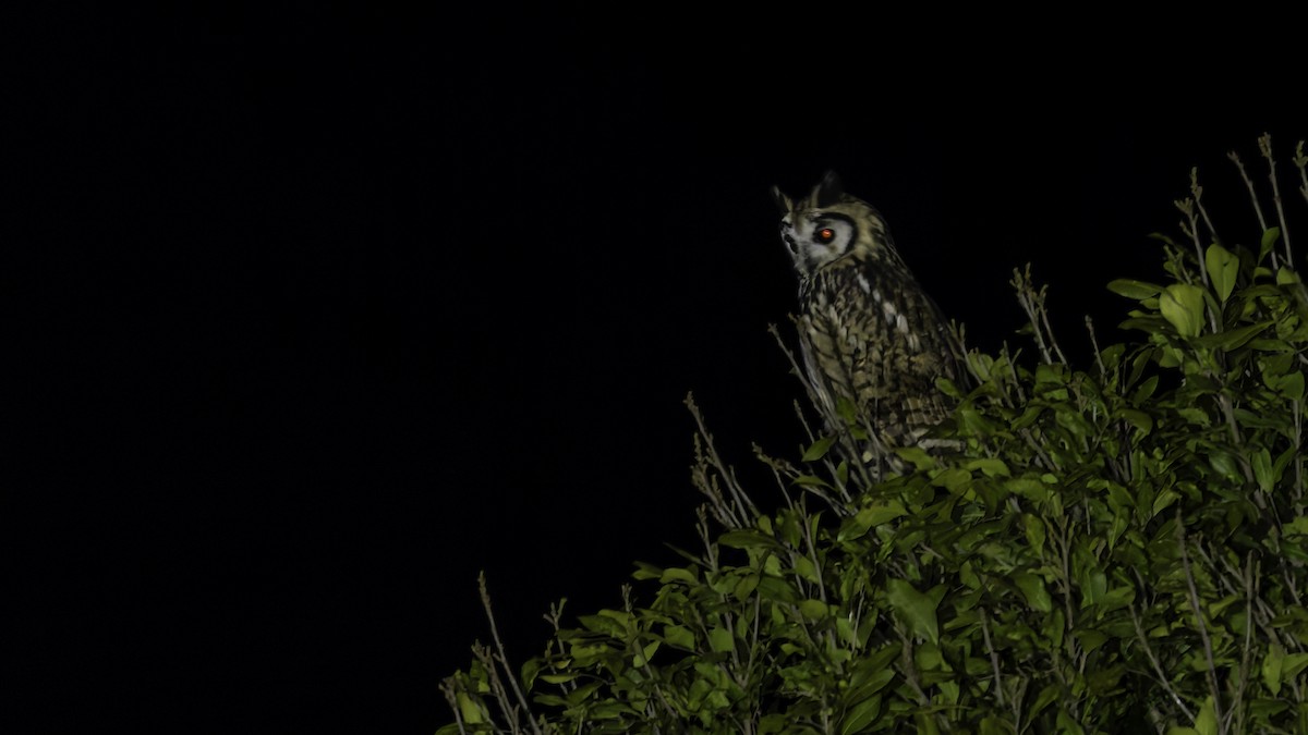 Striped Owl - Robert Tizard