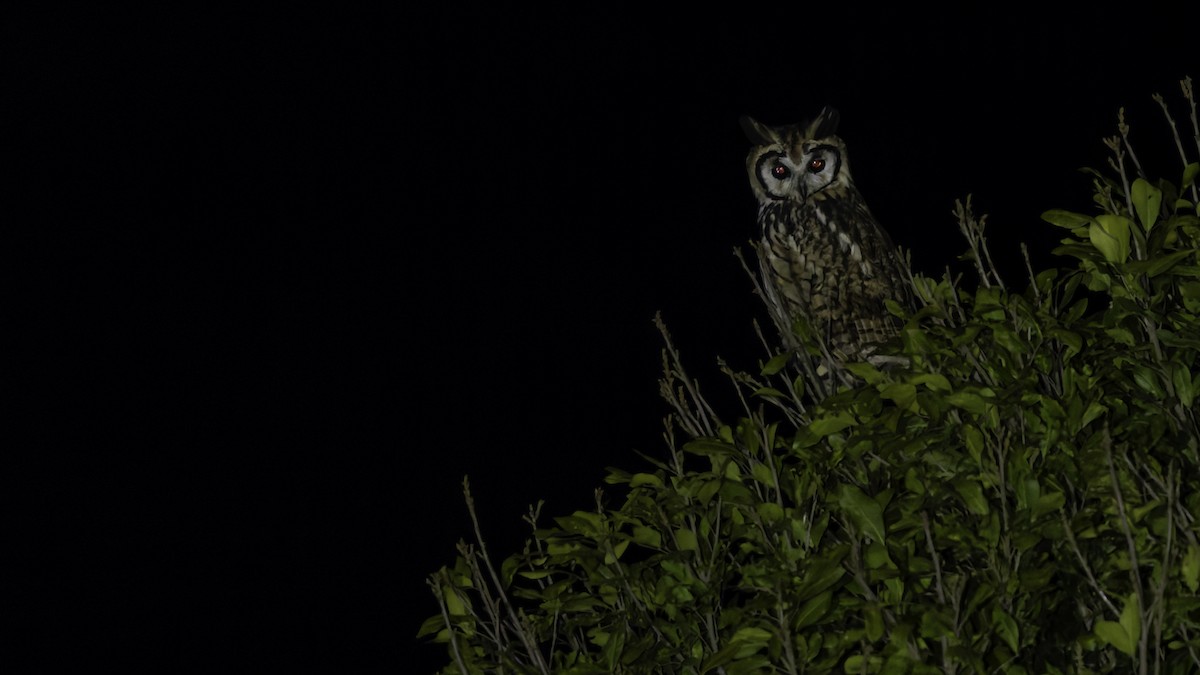 Striped Owl - Robert Tizard