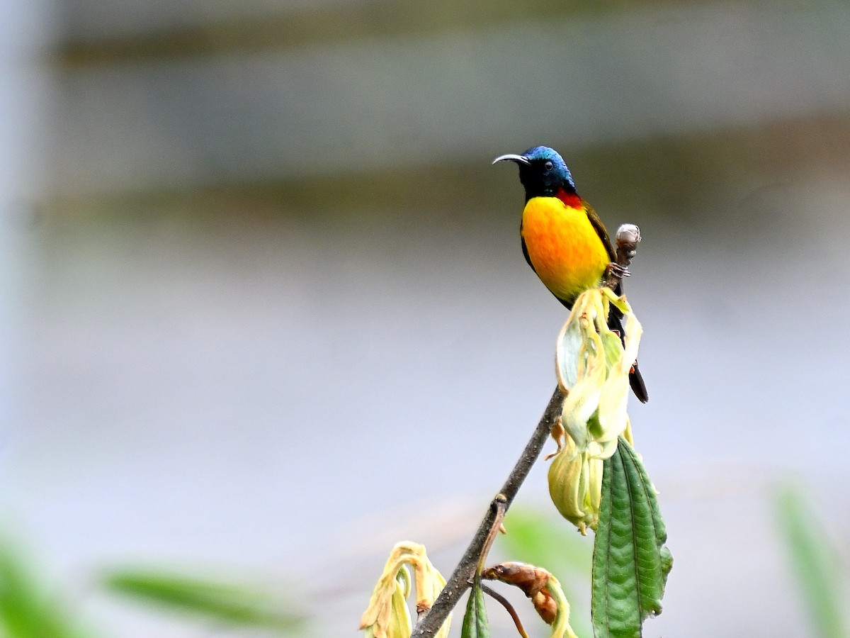 Green-tailed Sunbird - Anshu Arora
