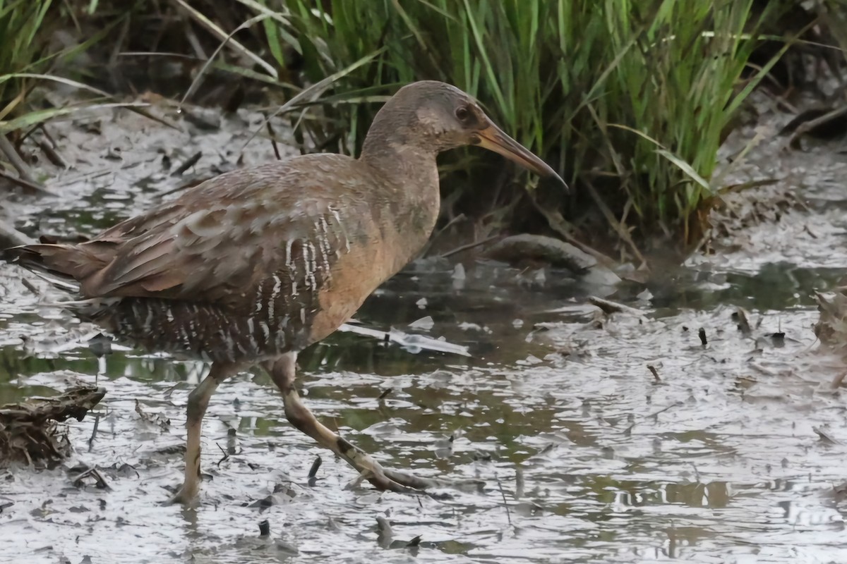 Clapper Rail - David Funke