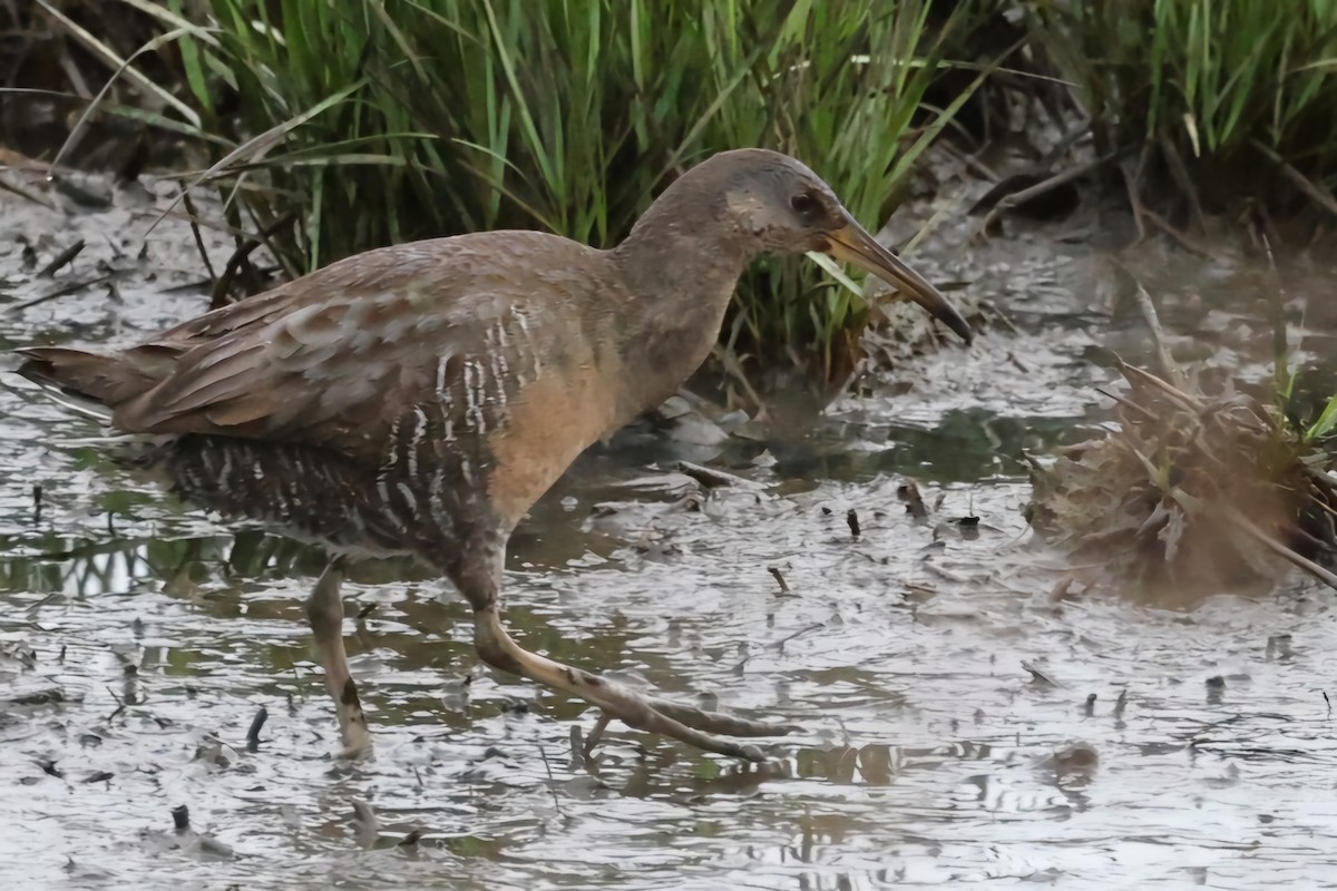 Clapper Rail - David Funke