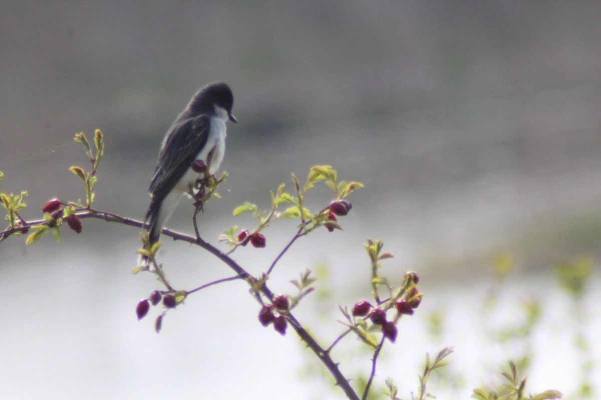 Eastern Kingbird - Brittany Comeau
