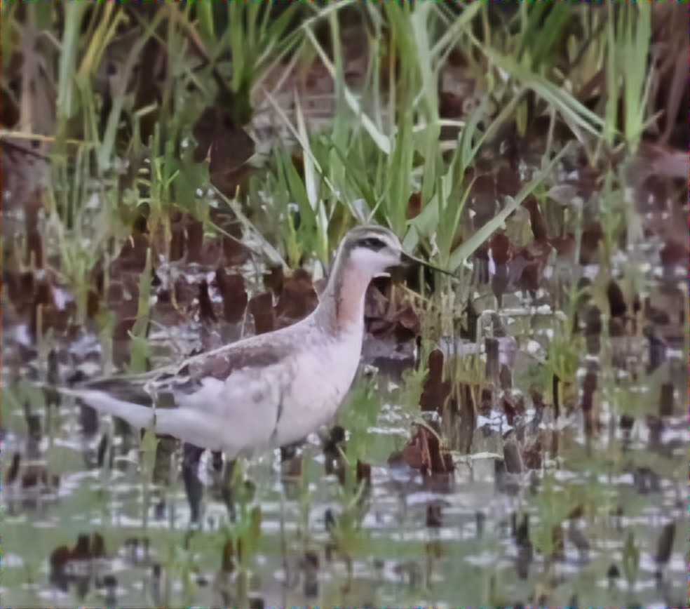 Wilson's Phalarope - David Funke