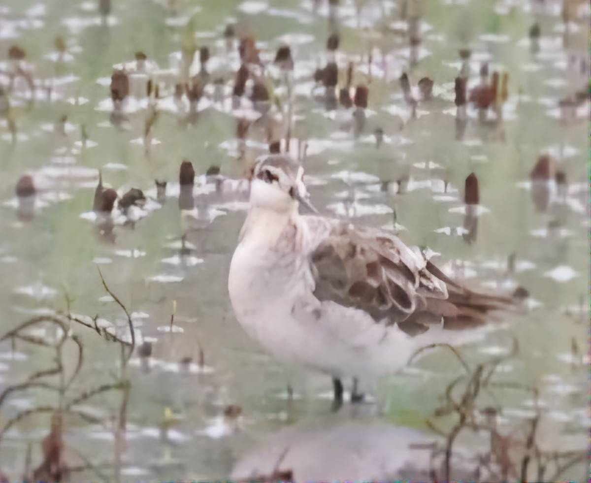 Wilson's Phalarope - David Funke