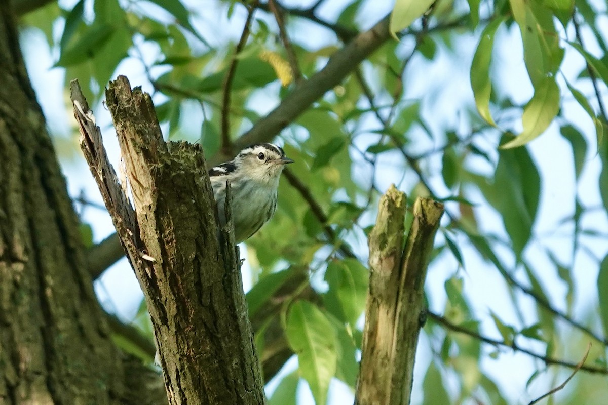 Black-and-white Warbler - Cathy Carroll